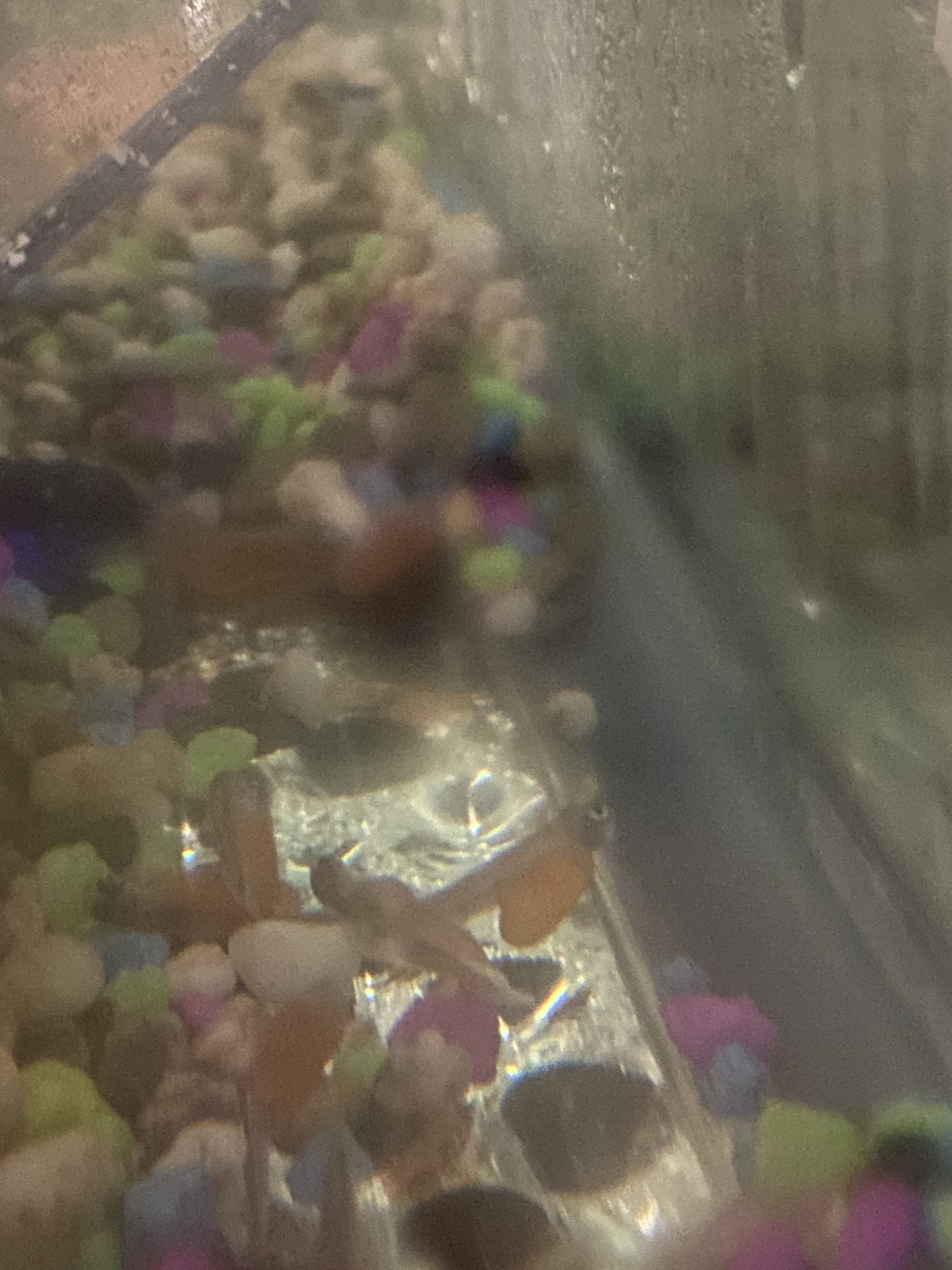 Salmon.jpg
