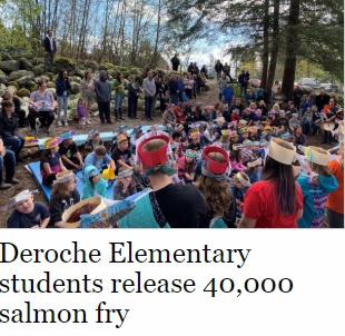 Salmon Release - News Article.png